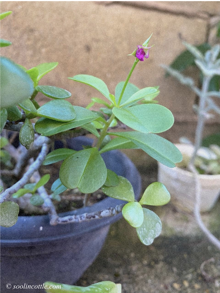 pink wildflower