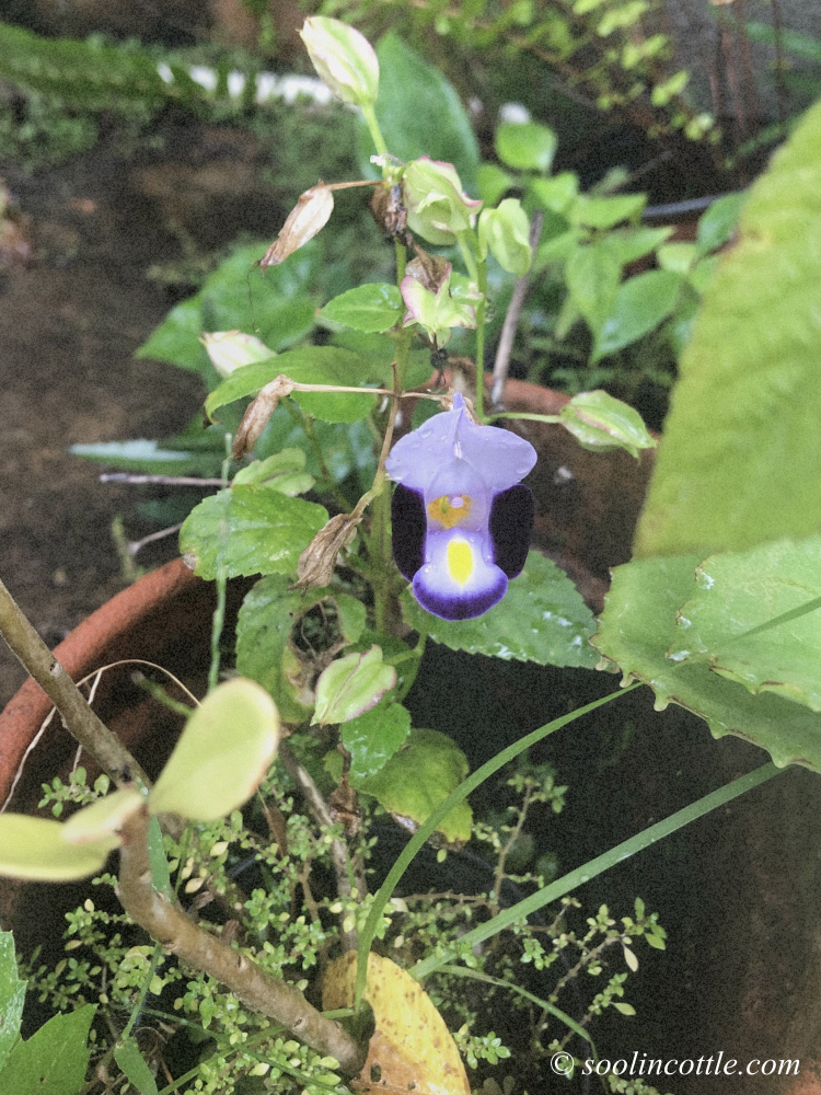 purple wildflower