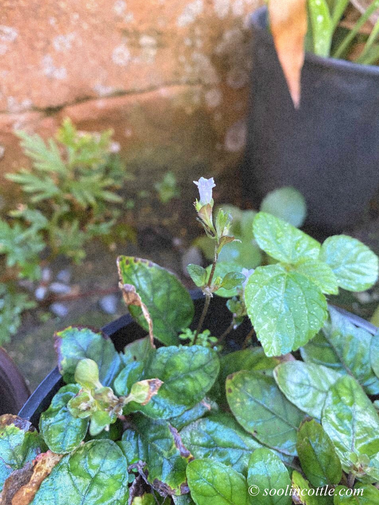small trumpet flower