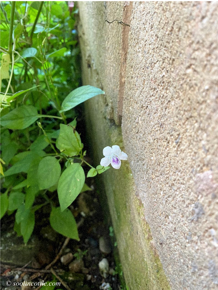 white wildflower