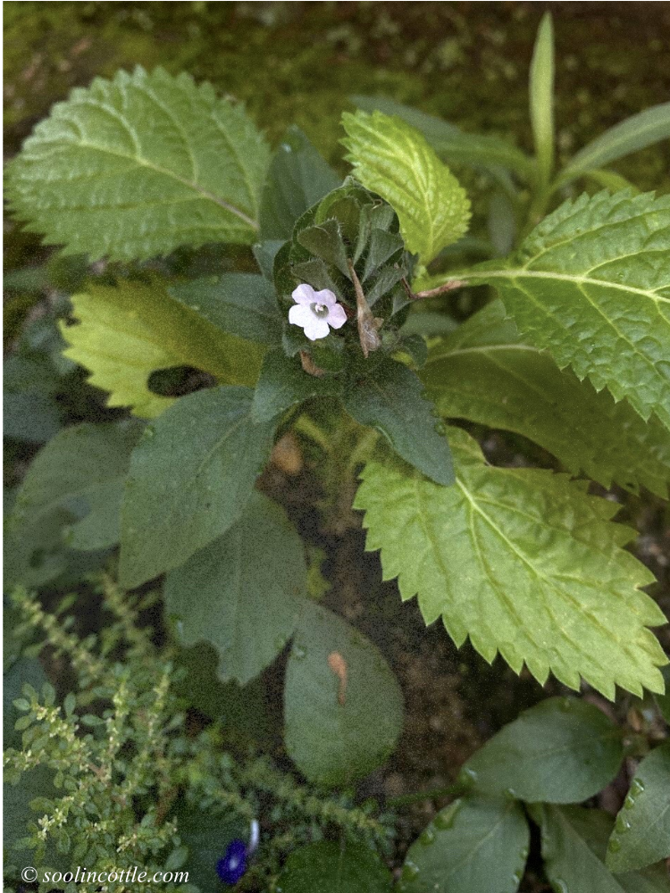 white wild flower