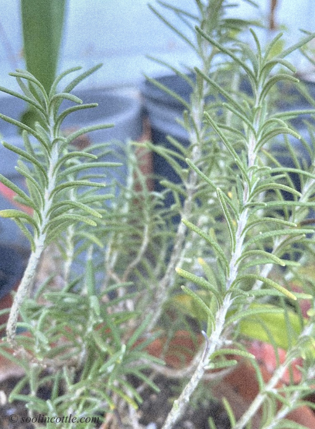 rosemary plant