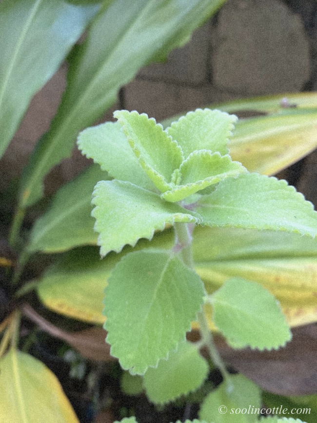 spanish thyme plant