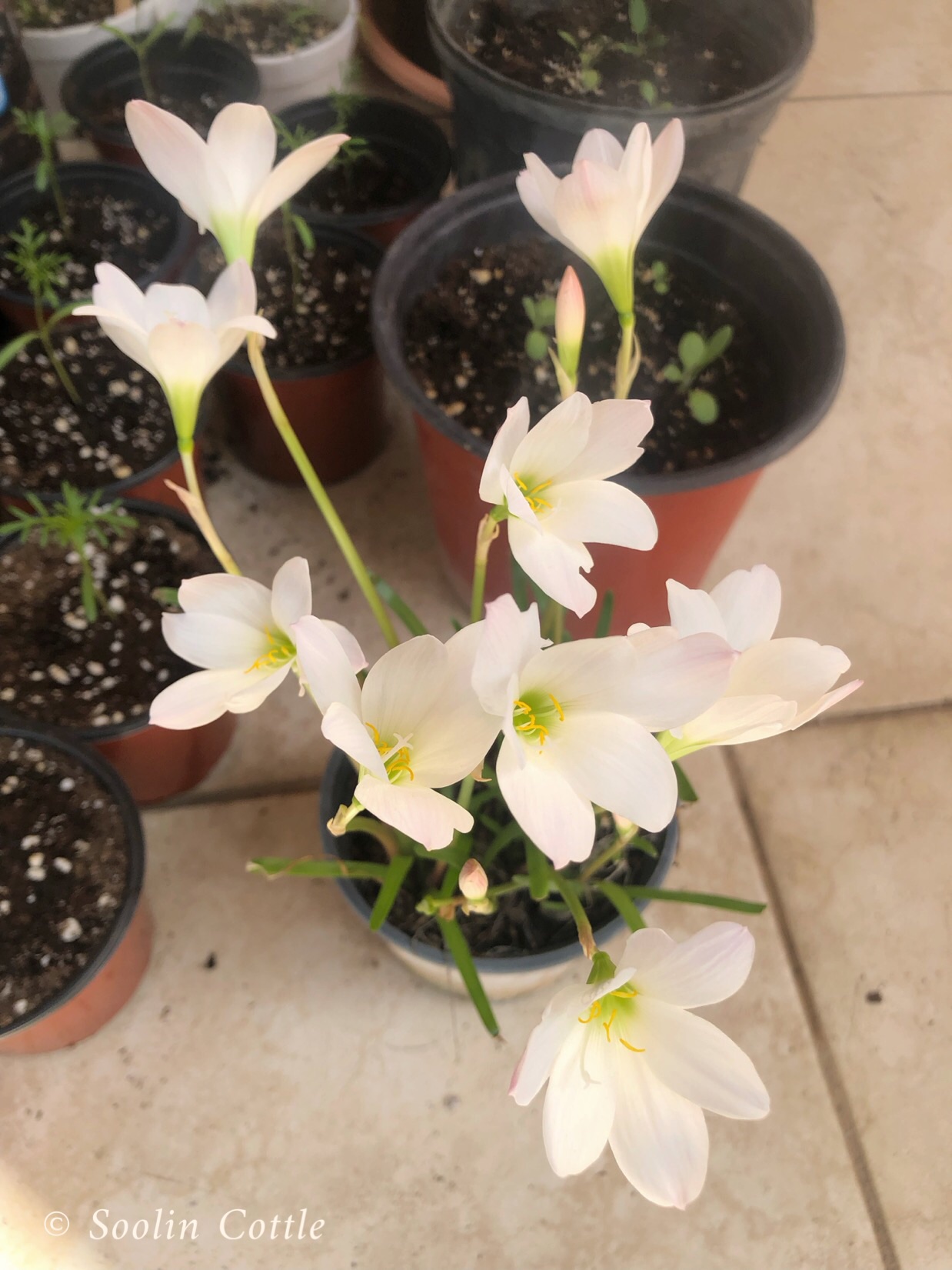 white rain lilies
