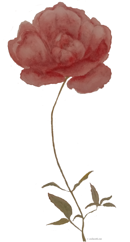 Pink watercolour rose